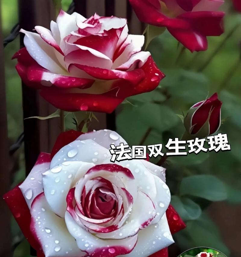五支玫瑰花语是什么？五支玫瑰寓意着什么？