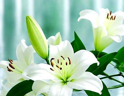 花语微信账号用什么数字好听？如何选择一个有寓意的数字？