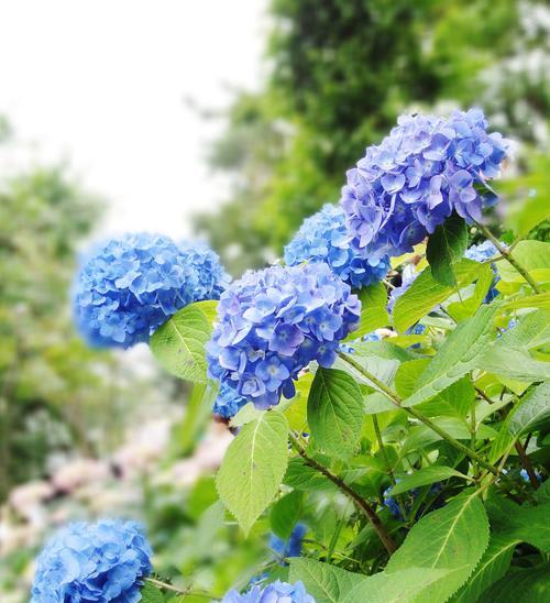 什么花语最美好？哪种花的花语最能触动人心？