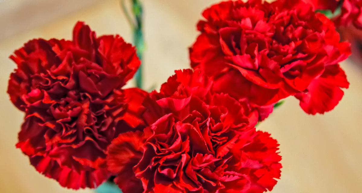 红色昙花的花语代表什么？有何特别之处？