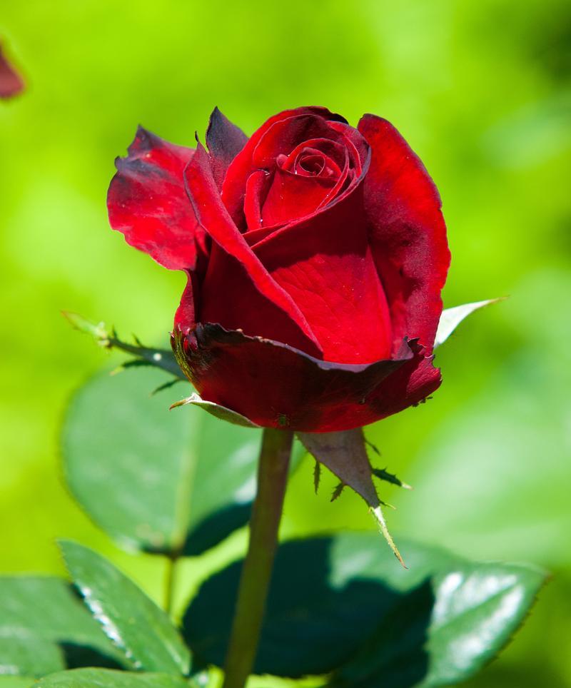 9朵玫瑰代表什么意义？9朵玫瑰花语是什么？