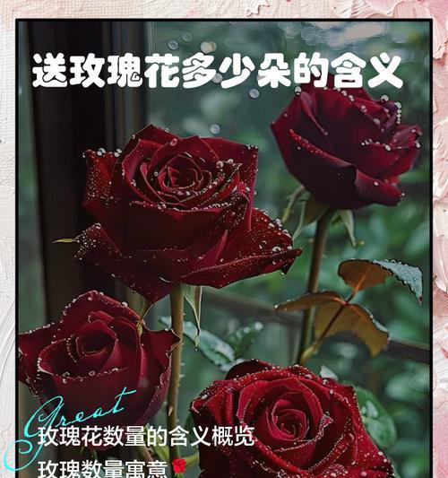 不同数量的玫瑰花各自代表什么意义？