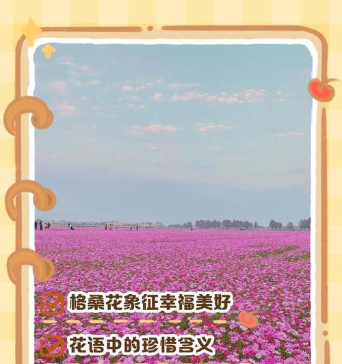 藏族家庭中常见的花及其花语？