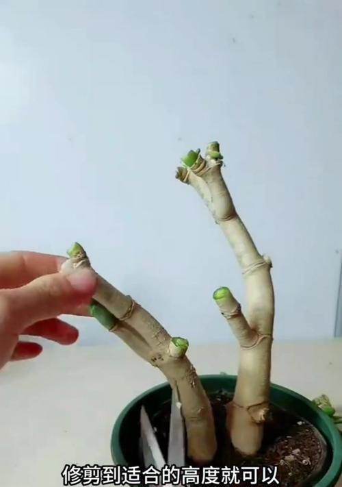 蟹爪兰嫁接的最佳选择是什么？如何进行蟹爪兰的嫁接？