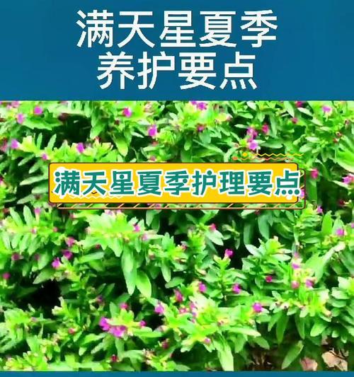 满天星种子催芽的正确方法是什么？有哪些注意事项？