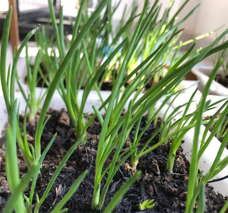 阳台种香葱怎么种植？阳台种植香葱有哪些技巧？