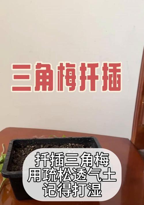 三角梅最佳扦插时间是什么时候？扦插过程中应注意什么？