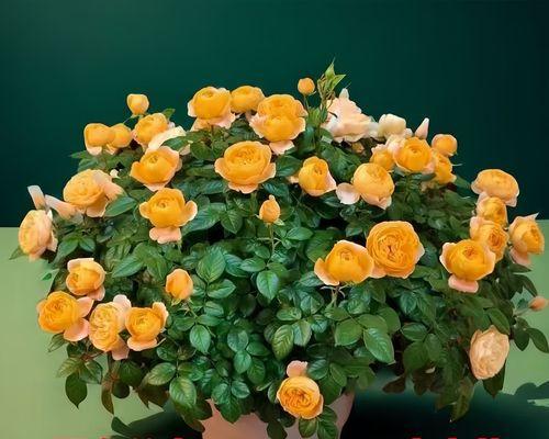 玫瑰花苞如何安全取下？取花苞的正确方法是什么？