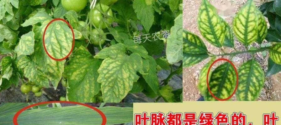 叶片发黄缺什么元素？如何判断植物缺少哪种营养？