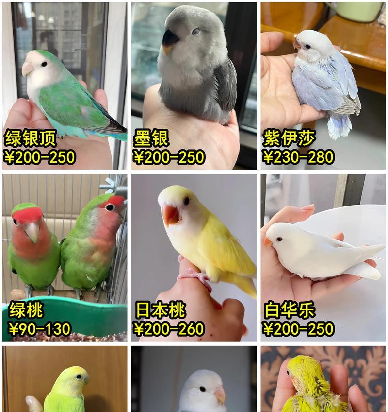 牡丹繁殖方法有哪些？如何确保成活率？