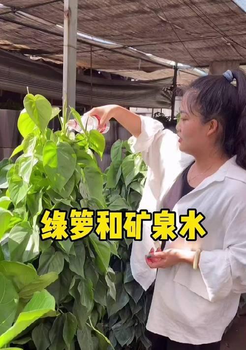 盆栽花卉施肥技巧有哪些？