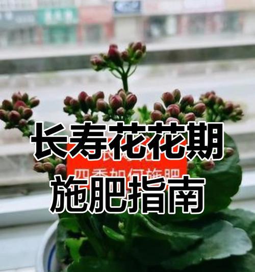 盆栽花卉施肥技巧有哪些？