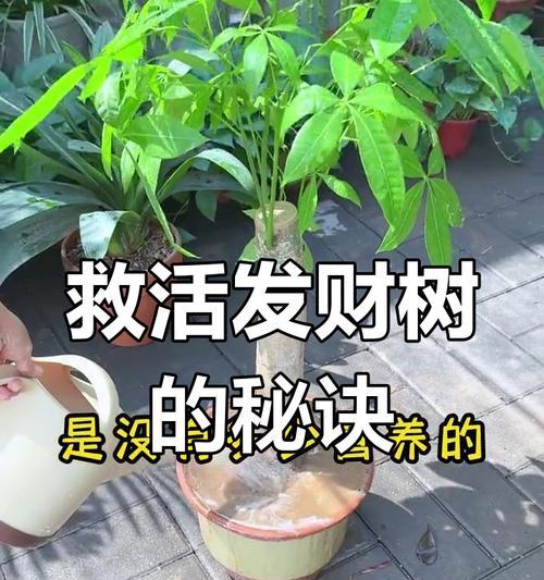 发财树修剪过度后如何恢复？