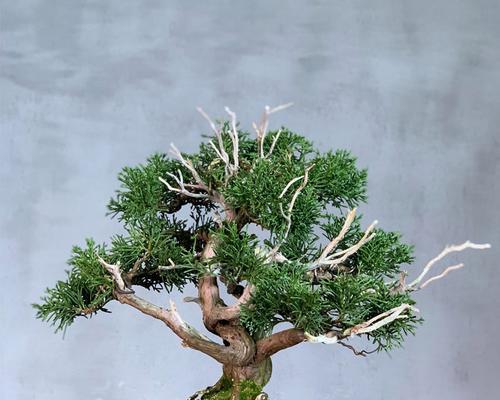 盆景有哪些种类？如何选择适合自己的盆景？