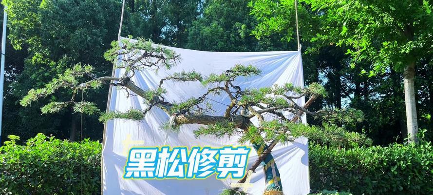 黑松快速生根的方法是什么？有哪些技巧可以促进黑松生根？