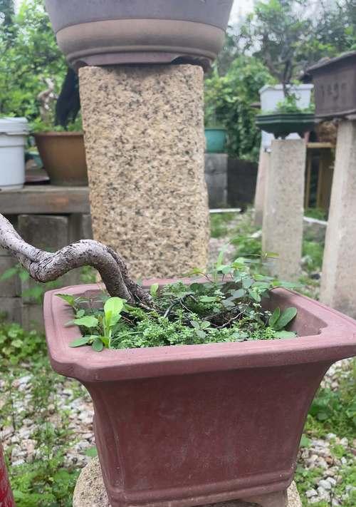 黑松快速生根的方法是什么？有哪些技巧可以促进黑松生根？