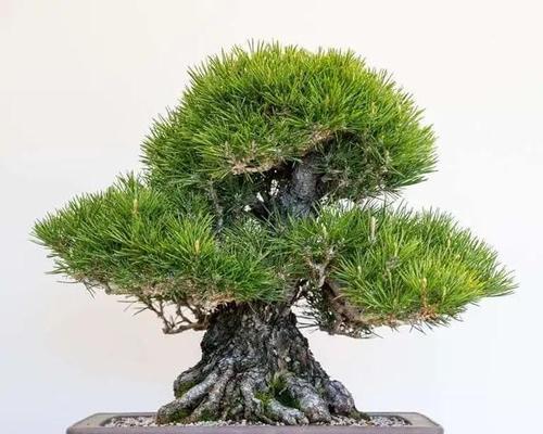 黑松快速生根的方法是什么？有哪些技巧可以促进黑松生根？
