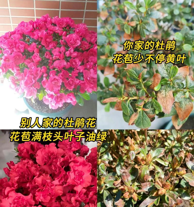 开门红花的养殖方法是什么？如何确保其顺利开花？