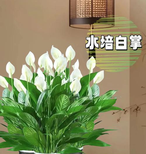 水培白掌根部的修剪技巧是什么？如何避免修剪过程中的错误？