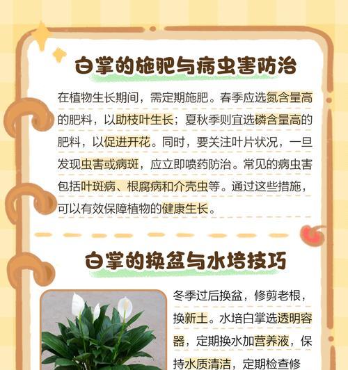 水培白掌根部的修剪技巧是什么？如何避免修剪过程中的错误？