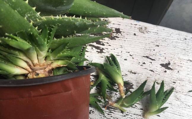 芦荟叶子烂了如何处理？