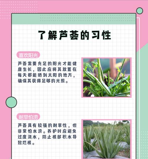 芦荟叶子烂了如何处理？