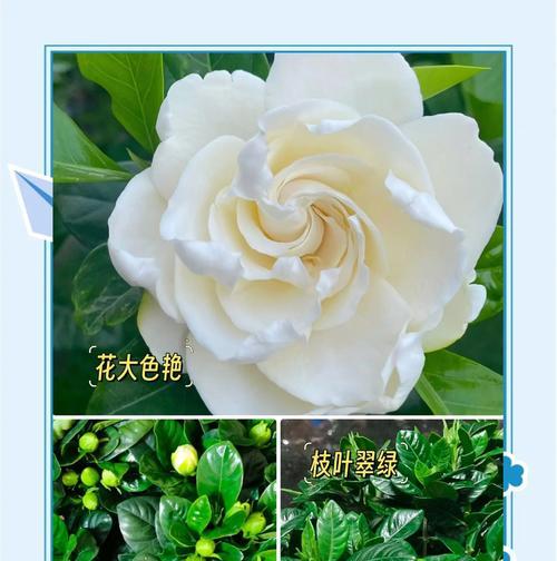 栀子花换盆的正确步骤是什么？