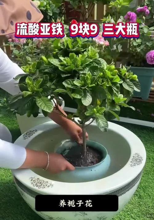 栀子花换盆的正确步骤是什么？