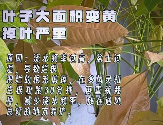 发财树叶子软化的原因有哪些？如何处理软化的叶子？