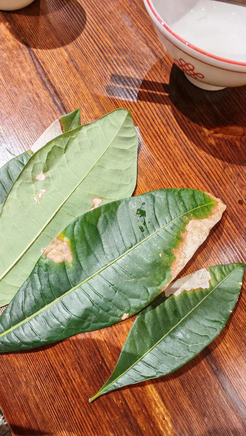 发财树叶子软化的原因有哪些？如何处理软化的叶子？