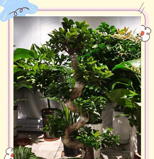 榕树盆景的施肥方法是什么？哪种肥料最适合？