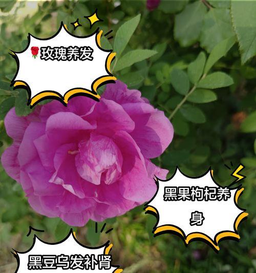 玫瑰花发黑枯萎的常见原因是什么？如何预防和处理？