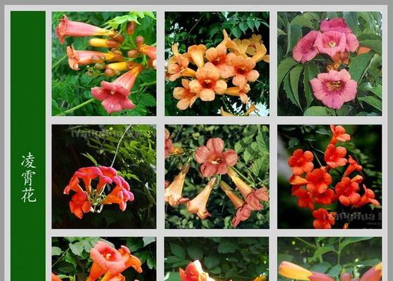 春季常见的花卉有哪些？它们各自的特点是什么？