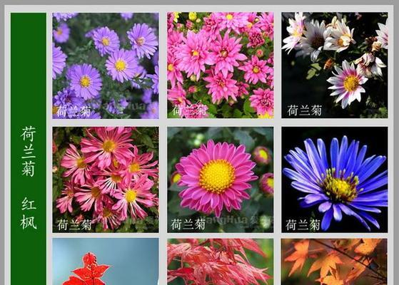 春季常见的花卉有哪些？它们各自的特点是什么？