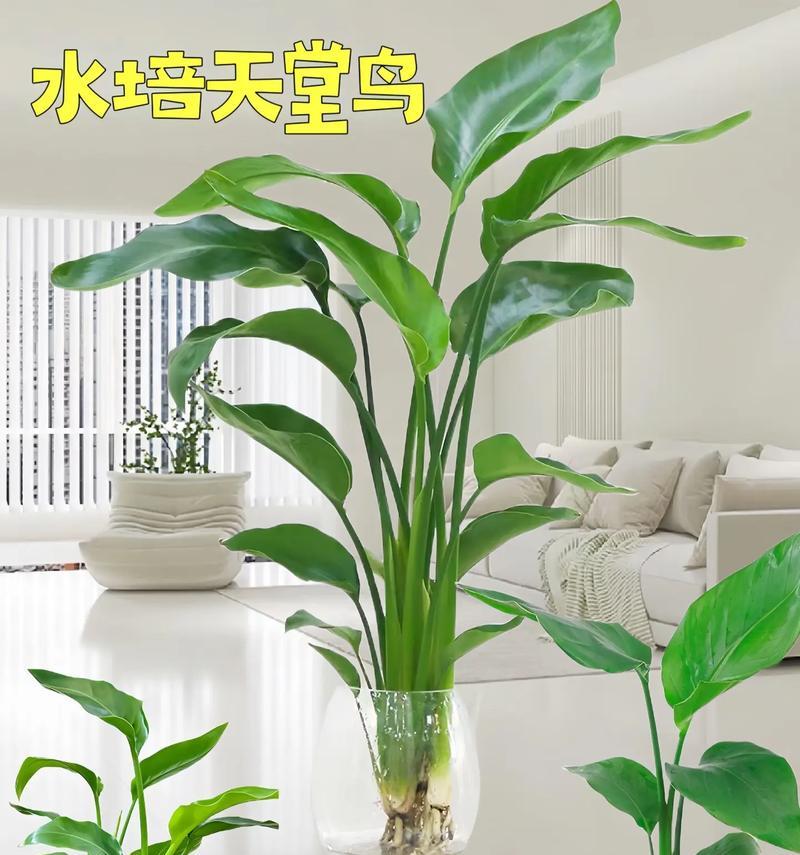 哪些水培植物适合养鱼？如何选择？