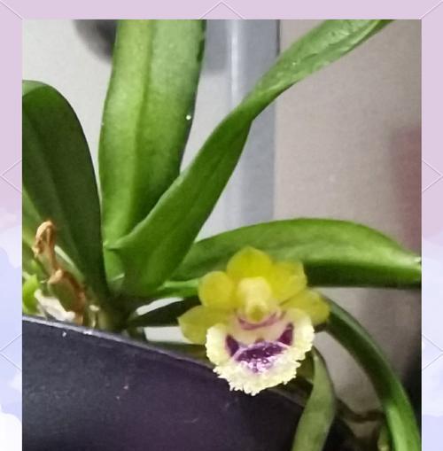 像兰花草的植物有哪些部位？