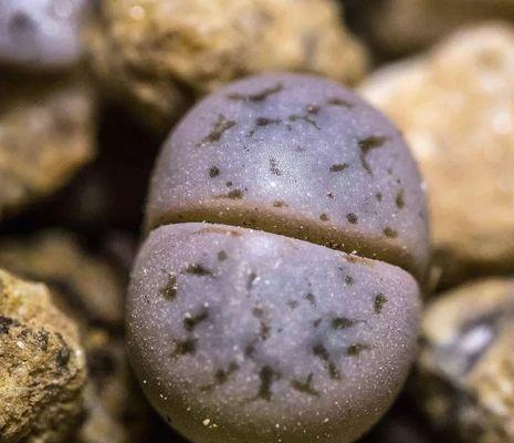 石生花的定义及其生长特性是什么？