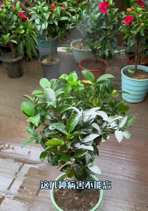 茶花僵苗如何恢复？有哪些改善措施？