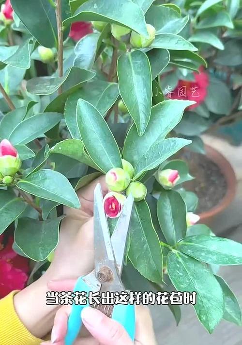 茶花僵苗如何恢复？有哪些改善措施？