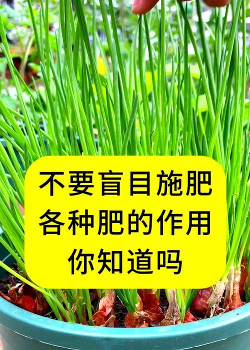 花草施肥的正确方法是什么？