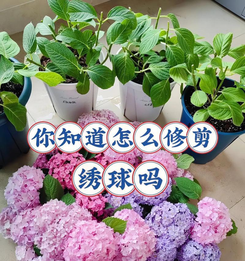 花草施肥的正确方法是什么？
