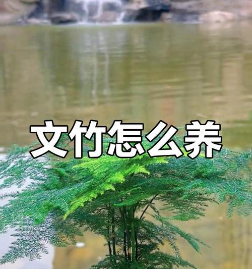 文竹的正确打理方法是什么？