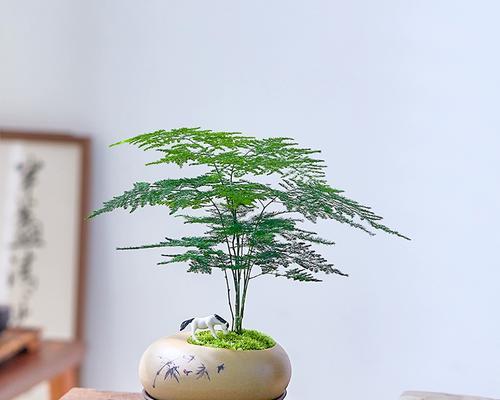 文竹的正确打理方法是什么？