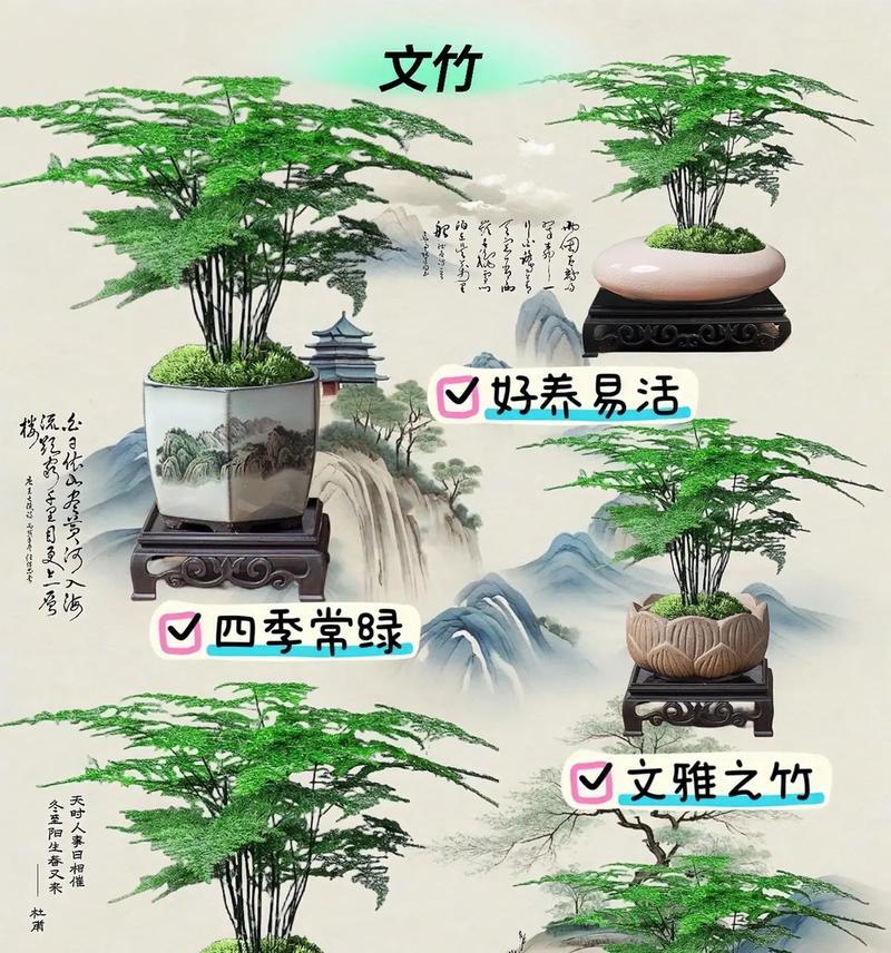 文竹的正确打理方法是什么？