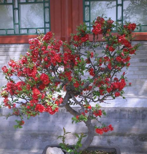金丝海棠花的养护技巧有哪些？怎样才能使其开花？