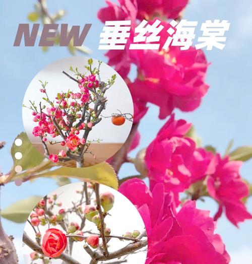 金丝海棠花的养护技巧有哪些？怎样才能使其开花？