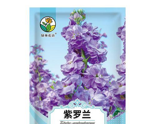 紫罗兰的花语是什么？紫罗兰有哪些独特的特性？