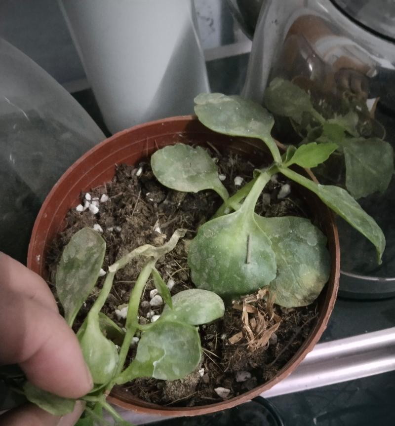 花草烂根的原因是什么？如何防止花草烂根？