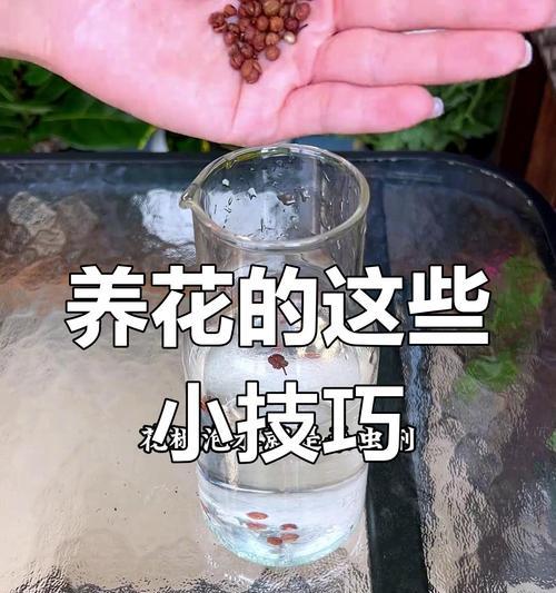 自制养花肥料的方法是什么？有哪些注意事项？