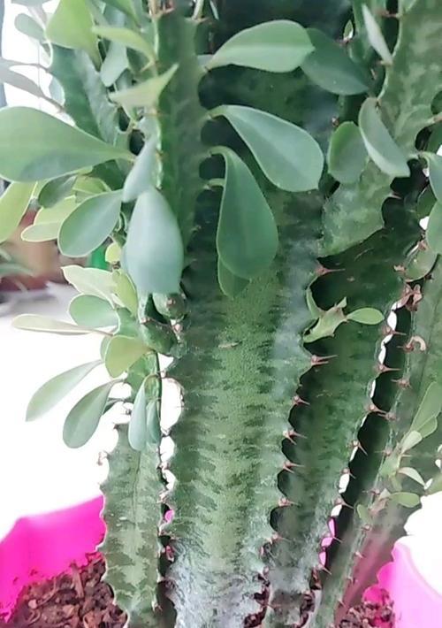 龙骨开花的条件是什么？如何促进龙骨开花？